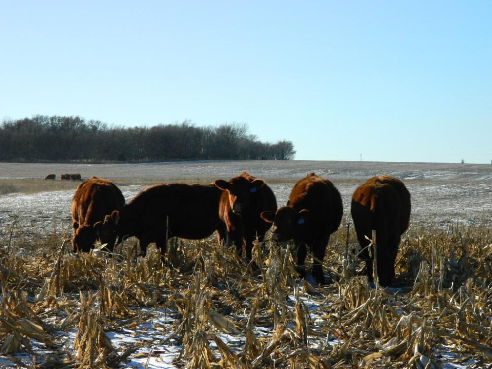 Fall Grazing Information Clear Lake Veterinary Clinic PC